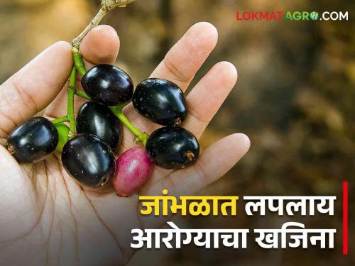 Jambhul Health Benefits do you know Consumption of jambhul results in quick weight loss | Jambhul Health Benefits तुम्हांला माहीत आहे का? जांभूळाच्या सेवनाने होतंय वजन झटपट कमी