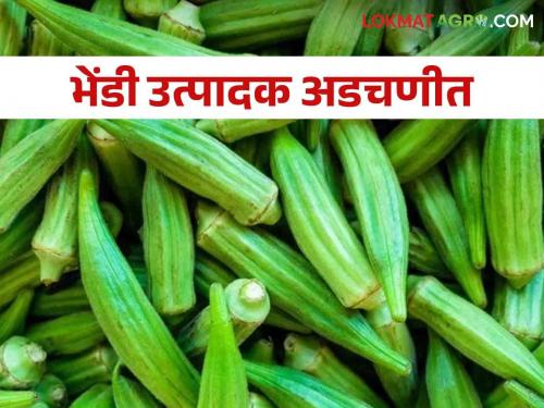 A sharp fall in market prices; Even the costs of cutting and transportation are not covered, the okra producers are in trouble | बाजारदरात मोठी घसरण; तोडणी, वाहतूक खर्चही निघेना भेंडी उत्पादक अडचणीत