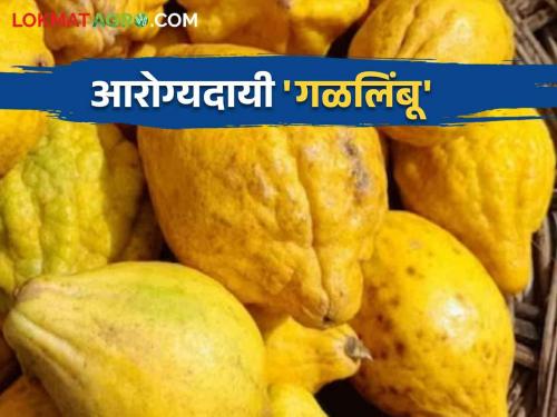 Healthy Lemon-Citrus Fruit : Read in detail health benefits of lemon which look like a papaya in various diseases | Healthy Lemon-Citrus Fruit : विविध आजारपणात गुणकारी असलेल्या पपईएवढ्या गळलिंबूची वाचा आरोग्यदायी माहिती