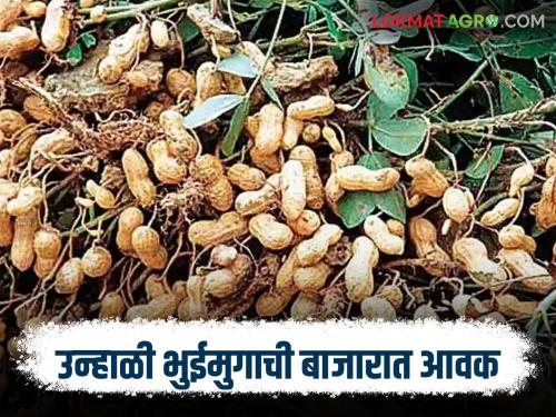 The arrival of summer groundnut pods in the market is increasing; Read what is the price being offered | बाजारात उन्हाळी भुईमुग शेंगांची आवक वाढती; वाचा काय मिळतोय दर