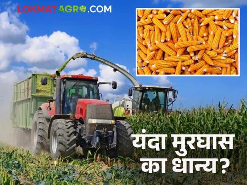 Maharashtra's Maize Farmers Prefer Silage This Season; Will Grain Production Decline? | राज्यातील मका उत्पादकांना यंदा लागली मुरघासाची ओढ; धान्य उत्पादन घटणार का?