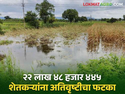 Heavy rains hit 22 lakh 48 thousand 445 farmers in Marathwada | मराठवाड्यातील २२ लाख ४८ हजार ४४५ शेतकऱ्यांना अतिवृष्टीचा फटका