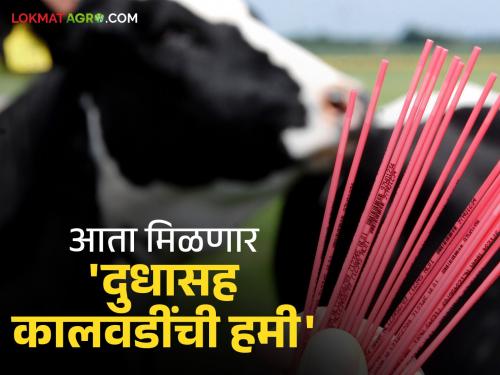 Dairy Animal Breeding: High milk yield will now be created in the cowshed itself; Door-to-door service will be available from 'Ya' Simen Station | Dairy Animal Breeding : उच्च दूध उत्पादनाची कालवड आता गोठ्यातच तयार होणार; 'या' सिमेन स्टेशनची मिळणार घरपोहच सेवा