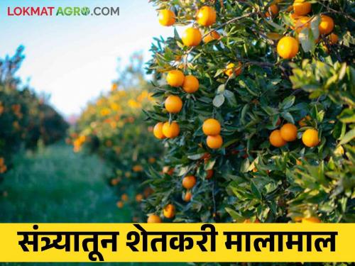 Farmer goods from oranges; Exports are made from 'this' part of the state to outlying districts | संत्र्यातून शेतकरी मालामाल; राज्याच्या 'या' भागातून परजिल्ह्यांमध्ये केली जाते निर्यात