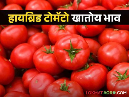 Tomato Market Update Hybrid Tomato Eating Price; Read today's tomato market prices | Tomato Market Update हायब्रिड टोमॅटो खातोय भाव; वाचा आजचे टोमॅटो बाजारभाव