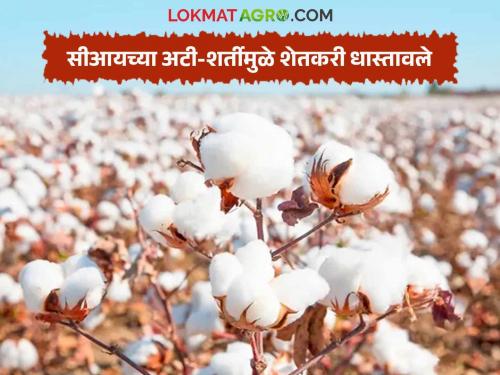 CCI's cotton procurement center also failed to respond due to moisture criteria; However, the price of cotton in the private market is low | आर्द्रतेच्या निकषांमुळे सीसीआयच्या कापूस खरेदी केंद्रावरही प्रतिसाद मिळेना; खासगी बाजारात कापसाचे दर मात्र कमीच