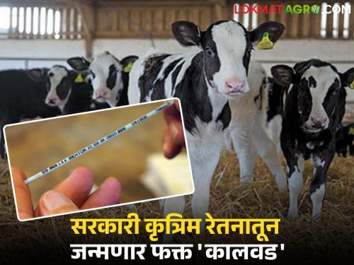 Animal husbandry will implement a campaign for milk development; sex-determined semen will be used in artificial insemination | पशुसंवर्धन राबविणार दुग्धविकासाची मोहीम; लिंग विनिश्चित वीर्यमात्रेचा होणार कृत्रिम रेतनात वापर