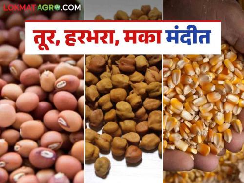 Sugar, gold prices hit record high; tur, gram, maize see slowdown | साखर, सोन्याच्या भावाने गाठला उच्चांक; तूर, हरभरा, मका यामध्ये मात्र मंदी
