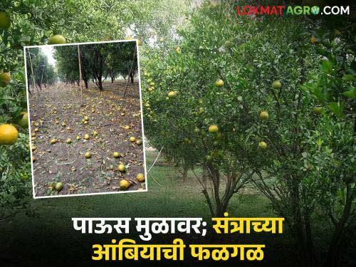 'Excessive rain' threatens oranges; Attacks of fungal diseases like 'Phytophthora brown rot' and fruit drop also increase | 'अतिवृष्टी'ने संत्रा धोक्यात; 'फायटोप्थोरा ब्राऊन रॉट' सारख्या बुरशीजन्य रोगांचा अटॅक तर फळगळ देखील वाढली