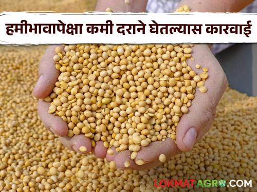 Action will be taken if soybeans are purchased at a price lower than the guaranteed price this year | यंदा हमीभावापेक्षा कमी दराने सोयाबीन खरेदी केल्यास होणार कारवाई