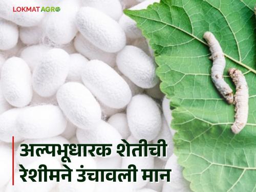 Sericulture Success Story : Madhavrao got support for sericulture; A modern way to smallholder farming income | Sericulture Success Story : रेशीम शेतीची माधवरावांना मिळाली साथ; अल्पभूधारक शेती उत्पन्नाला दिली आधुनिक वाट