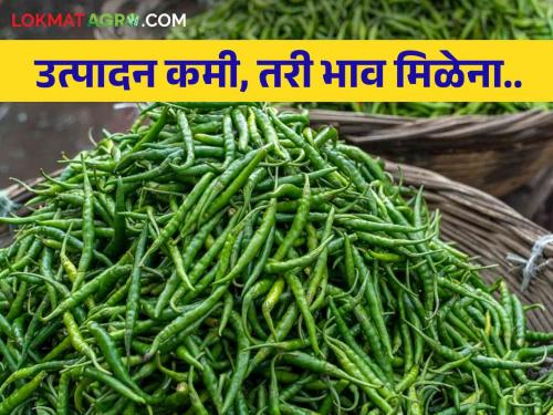 Green Chilli Market Chilli brought tears to farmers' eyes; The production is low, but the expected price is not available | Green Chilli Market मिरचीने आणले शेतकऱ्यांच्या डोळ्यात पाणी; उत्पादन कमी, तरी अपेक्षित भाव मिळेना