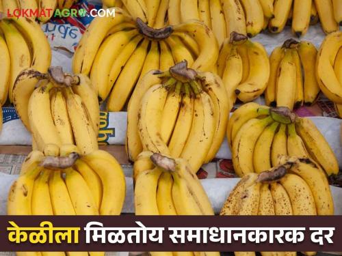 Banana Market Update : Finally, the sweetness of banana increased; Satisfactory rate is getting for the first time this year | Banana Market Update : शेवटी का होईना केळीचा गोडवा वाढला; यंदा प्रथमच मिळतोय समाधानकारक दर