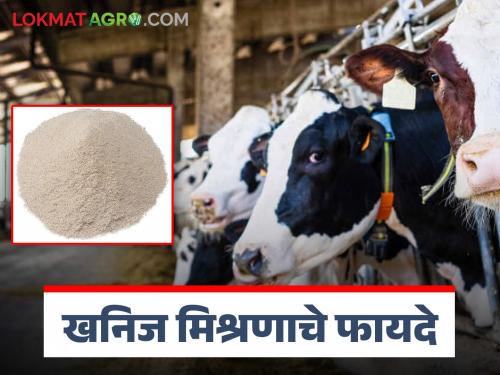 Benefits of Mineral Mixture : Now cows will come to Heat without giving pills, just feed them every day the powder of mineral mixture | Benefits of Mineral Mixture : आता गोळी न देता गाई येतील माजावर फक्त त्यानं दररोज खाऊ घाला खनिज मिश्रणाची पावडर