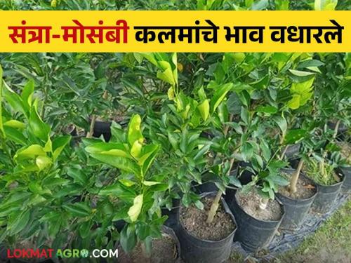 Due to reduced demand, the prices of orange-mossambi grafts increased | मागणी घटल्याने संत्रा-मोसंबी कलमांचे भाव वधारले