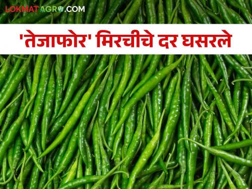 Green Chilli Tejafor chilli prices fall by 60 percent; A result of lack of demand in the market | Green Chilli तेजाफोर मिरचीचे दर ६० टक्के घसरले; बाजारात मागणी नसल्याचा परिणाम