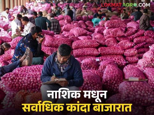 Kanda Bazaar Bhav: Most summer onions are available in the market from Nashik today; Read what is the price being offered | Kanda Bajar Bhav : नाशिक मधून आज सर्वाधिक उन्हाळ कांदा बाजारात; वाचा काय मिळतोय दर