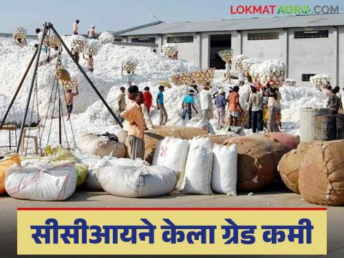 Cotton Market: Cotton prices are determined by the price of cotton; Farmers hope for a price hike | Cotton Market : रुईच्या झडतीवर ठरतो कापसाला भाव; शेतकऱ्यांना दरवाढीची आस