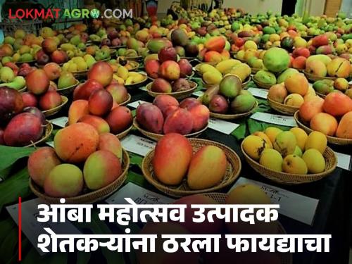 The state's 'Ya' mango festival, with the participation of farmers from five districts, generated a turnover of Rs 33.60 lakhs | पाच जिल्ह्यातील शेतकऱ्यांचा सहभाग असलेल्या राज्यातील 'या' आंबा महोत्सवात ३३.६० लाखांची उलाढाल