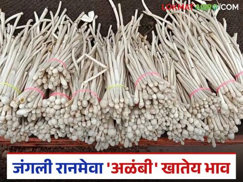 Wild Alambi 'Satya', a wild vegetable, has made a strong entry into the market; It is fetching record prices | जंगली अळंबी 'सात्या' रानभाजीने घेतली बाजारात जबरदस्त एन्ट्री; मिळतोय विक्रमी दर