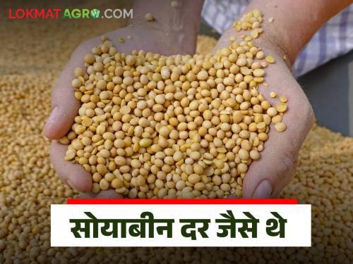 Soybean Market Update: Soybean prices were like; Read what rates are available | Soybean Market Update : सोयाबीन दर जैसे थे; वाचा काय मिळतोय दर