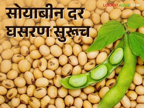 Soybean Market: Farmers and traders are affected by the fall in the price of soybeans; Millions of quintals of soybeans lying in the warehouse, indoors | Soybean Market : सोयाबीनच्या दर घसरणीचा शेतकऱ्यांसह व्यापाऱ्यांना फटका; लाखो क्विंटल सोयाबीन वेअर हाऊस, घरामध्ये पडून