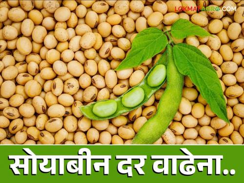 Soybean Market: Soybean farmers' pockets are empty; Even if new goods arrive, the price will not increase | Soybean Market : सोयाबीन उत्पादक शेतकऱ्यांचा खिसा रिकामाच; नवा माल येणार तरी दर वाढेना