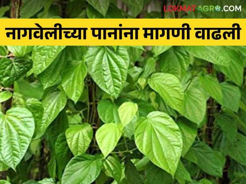 Betel Leaf Market: Demand for betel leaves increased due to the festival | Betel Leaf Market : नागवेलीच्या पानांना सणासुदीमुळे मागणी वाढली