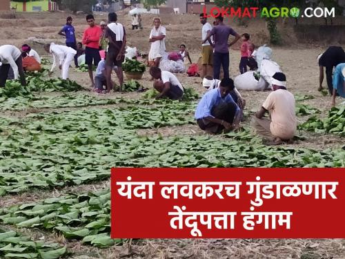This year's tendu leaf season will soon end due to 'that' fear; Laborers are saying saving lives is more important than money | 'त्या' भितीपोटी यंदा लवकरच गुंडाळणार तेंदूपत्ता हंगाम; मजूर म्हणताहेत पैशापेक्षा जीव वाचवणे मोलाचे