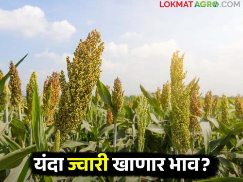 This year, the minimum support price for agricultural products in the market will be profitable. | यंदा शेतमालाला बाजारात किमान आधारभूत किंमत ठरणार फायदेशीर