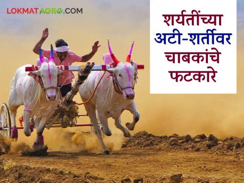 The unfortunate incident of Mukya Jiwa has once again brought to the fore the issue of bailgada sharayat | मुक्या जिवाच्या 'त्या' दुर्दैवी घटनेने बैल गाडा शर्यतीत होणाऱ्या बैलांच्या छळाचा मुद्दा पुन्हा ऐरणीवर
