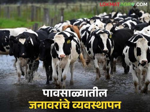 Your cattle don't have gonorrhea, scabies, or scabies, right? Take care of your animals in this way during the monsoon season. | तुमच्या गुरांना घटसर्प, फऱ्या, पायलाग तर नाही ना? पावसाळ्यात जनावरांची 'अशी' घ्या काळजी