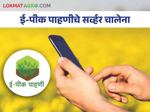 E-Pik Survey : E-Pik survey servers down and only five days left; Farmers are suffering | E-Pik Survey : ई-पीक पाहणीचे सर्व्हर चालेना अन् उरले फक्त पाच दिवस; शेतकऱ्यांना होतोय मनस्ताप