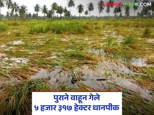 Floods washed away paddy crops in 5,317 hectares of Vidarbha's 'Ya' district; Preliminary survey report | पुराने वाहून गेले विदर्भाच्या 'या' जिल्ह्यातील ५ हजार ३१७ हेक्टर क्षेत्रातील धानपीक; सर्व्हेक्षणाचा प्राथमिक अहवाल