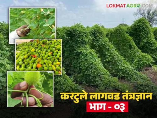 Pests, diseases and remedies in Kartule farming; Know the final stage of cultivation in detail | करटुले शेतीतील कीड, रोग आणि त्यावरील उपाय; जाणून घ्या लागवडीचा अंतिम टप्पा सविस्तर