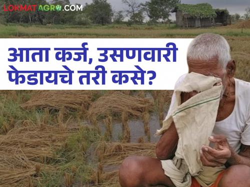 Heavy rains have destroyed crops; Now how will they pay off loans and rent? Farmers are worried | अतिवृष्टीचा कहर पिके झाली उद्धवस्त; आता कर्ज, उसणवारी फेडायचे तरी कसे? शेतकरी चिंतेत