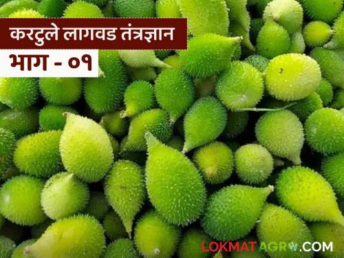 Why is Kartule farming profitable for farmers? Know the opportunities and benefits | करटुले शेती का आहे शेतकऱ्यांसाठी नफा देणारी? जाणून घ्या संधी आणि फायदे