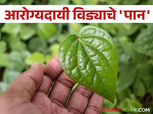 Don't forget to eat paan every day; its Treat you from cancer to colds and coughs in time | Betel Leaves : विसरू नका, दररोज खा विडा; कॅन्सर पासून ते सर्दी खोकला पर्यंत सर्व आजरांचा क्षणात घालवा तिढा