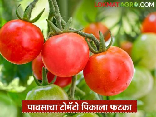 Tomato crop hit by heavy rains; Farmers in trouble as production drops and market prices fall | दमदार पावसाने टोमॅटो पिकाला बसतोय फटका; उत्पादन कमी त्यात बाजारभाव मंदावल्याने शेतकरी अडचणीत