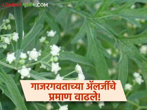 What to do if you are allergic to carrot grass? How to take care of it; Learn in detail | गाजरगवताची ॲलर्जी झाल्यास काय कराल? कशी घ्याल काळजी; जाणून घ्या सविस्तर