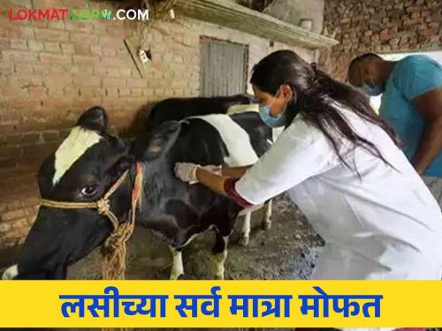 Livestock Vaccination Farmers, livestock vaccinations free of charge; Call for vaccinations | Livestock Vaccination शेतकऱ्यांनो, जनावरांना लसीच्या सर्व मात्रा मोफत; लसीकरण करून घेण्याचे आवाहन