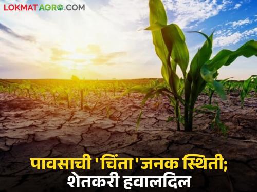 Farmers' worries increased as rains turned away; 'Ya' district has a 25 percent rainfall deficit till July 22 | पावसाने पाठ फिरवल्यामुळे शेतकऱ्यांची चिंता वाढली; 'या' जिल्ह्यात २२ जुलैपर्यंत तब्बल २५ टक्के पावसाची तूट