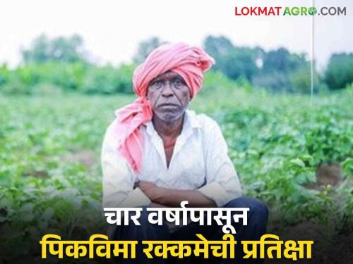 Crop Insurance Since four years, these 13 thousand farmers have not received the approved crop insurance amount | Crop Insurance चार वर्षापासून 'या' १३ हजार शेतकऱ्यांना मंजूर पीकविम्याची रक्कम मिळेना