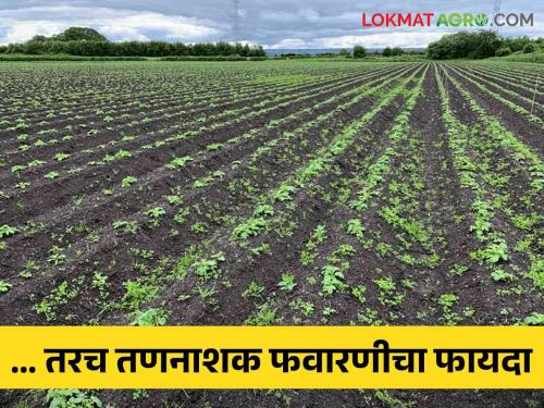 Crop Management Know which soils are more beneficial to spray herbicides; In dry or wet soil? | Crop Management जाणून घ्या तणनाशक फवारणी कोणत्या जमिनीत होते अधिक फायद्याची; कोरड्या जमिनीत की ओल्या?