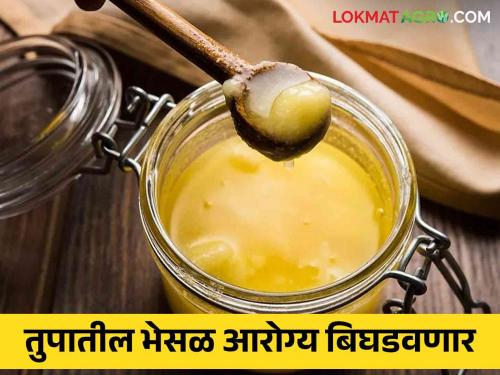 Adulteration In Ghee : Is the ghee you are buying adulterated free? Adulteration in ghee is harmful to health | Adulteration In Ghee : तुम्ही खरेदी करत असलेले तुप भेसळमुक्त आहे का? तुपातील भेसळ ठरते आहे आरोग्यासाठी हानीकारक