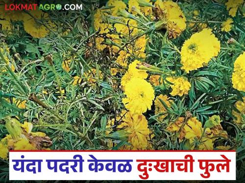 Rain leaves only flowers of sadness for farmers cultivating marigolds for Dussehra | दसऱ्यासाठी झेंडूची शेती करणाऱ्या शेतकऱ्यांच्या नशिबी पावसाने सोडली केवळ दुःखाची फुले
