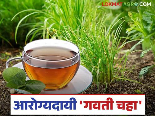 'Grass tea' health benefits from boosting immunity to weight loss | रोगप्रतिकारक शक्ती वाढविण्यापासून ते वजन कमी करण्यापर्यंत आरोग्यासाठी गुणकारी 'गवती चहा'