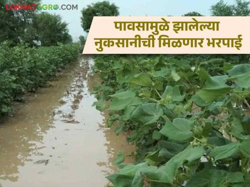 73 thousand farmers will get compensation for crop damage due to rain; 103 crore approved! | ७३ हजार शेतकऱ्यांना मिळणार पावसामुळे झालेल्या शेतीपिकांच्या नुकसानापोटी भरपाई; १०३ कोटी झाले मंजूर!