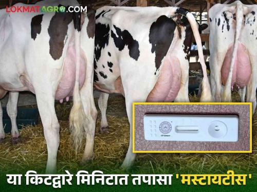 Detection of mastitis in bovines Check for mastitis at home with the help of this kit | Detection of mastitis in bovines 'या' किटच्या मदतीने घरीच करा मस्टायटीसची तपासणी