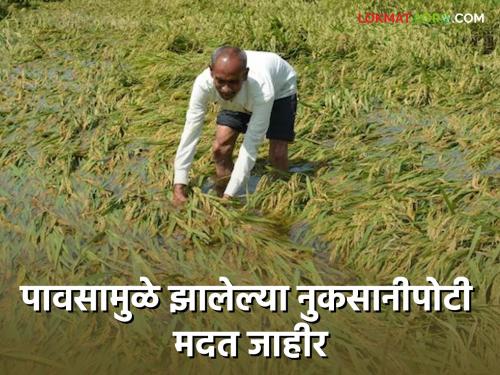 Decision on aid for crop damage; 596 crores will be given to the farmers | पिकांच्या नुकसानीपोटी मदतीचा निर्णय; शेतकऱ्यांना मिळणार ५९६ कोटी रुपये